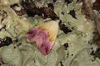Eublemma purpurina