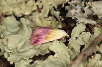 Eublemma purpurina