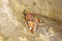 Pyralis regalis