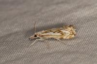 Catoptria falsella