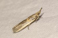 Etiella zinckenella