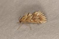 Cynaeda dentalis