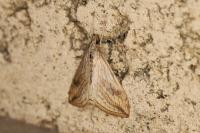 Evergestis forficalis