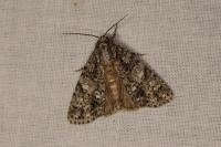 Acronicta rumicis