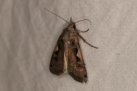 Xestia c-nigrum