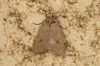 Xestia castanea
