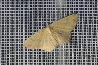 Cyclophora linearia