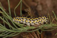 Calophasia opalina