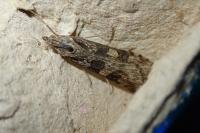 Nomophila noctuella