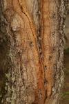 Cymbalophora pudica