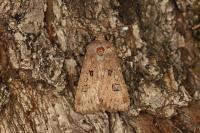 Agrotis bigramma