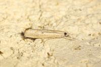 Agriphila geniculea