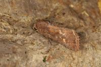 Lacanobia oleracea