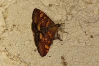 Pyrausta aurata