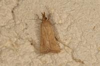 Synaphe punctalis