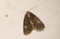 Mesapamea secalella/secalis