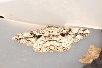 Peribatodes umbraria umbraria