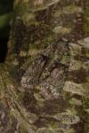 Cryphia algae