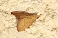 Hypsopygia incarnatalis