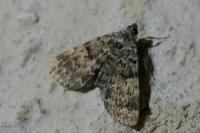 Idia calvaria