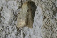 Mythimna vitellina