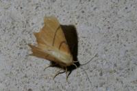 Ennomos erosaria