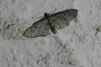 Eupithecia