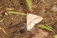 Perigune convergata
