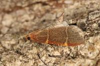 Hypsopygia glaucinalis