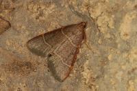 Hypsopygia glaucinalis