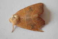 Atethmia centrago