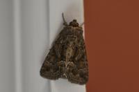 Thalpophila matura