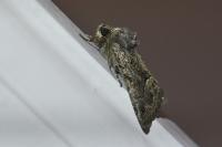 Thalpophila matura