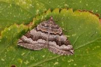 Scotopteryx coelinaria