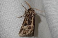 Leucochlaena oditis