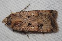 Agrotis trux