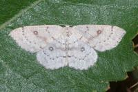 Cyclophora albipunctata