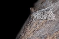 Acronicta euphorbiae