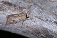 Agrotis exclamationis exclamationis