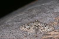 Eupithecia pusillata