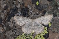 Scopula marginepunctata