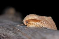 Lasiocampa trifolii trifolii