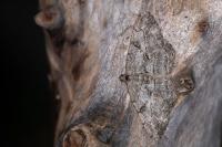 Peribatodes rhomboidaria rhomboidaria