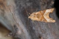 Phlogophora meticulosa