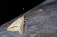 Aspitates gilvaria