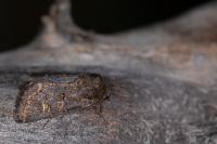 Tholera cespitis