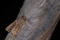 Tholera decimalis