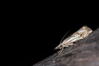 Catoptria falsella