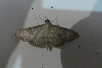 Patania ruralis