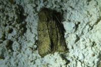 Luperina testacea